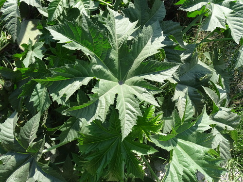 Ricinus communis