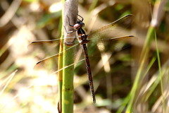 Syncordulia gracilis