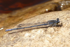 Pseudagrion draconis