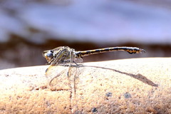 Paragomphus cognatus