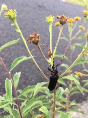 Stenaspis verticalis