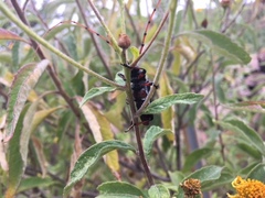 Stenaspis verticalis