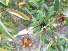 Stenaspis verticalis