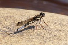 Platycypha fitzsimonsi