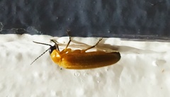 Luciolinae