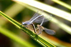 Pseudagrion draconis