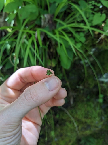 Image of Carex austrocaroliniana by (c) Alaina Krakowiak, some rights reserved (CC BY)