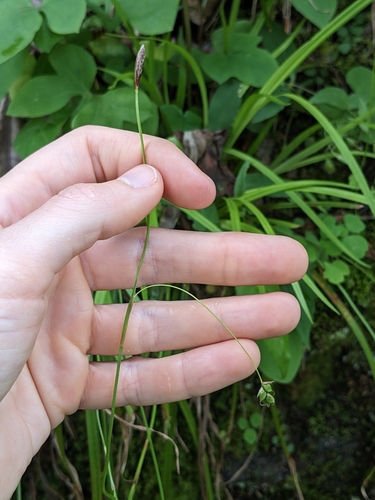 Image of Carex austrocaroliniana by (c) Alaina Krakowiak, some rights reserved (CC BY)