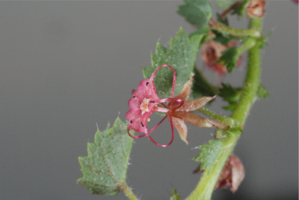 Ayenia odonellii