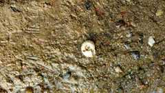 Indoplanorbis exustus