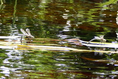 Pinheyschna subpupillata