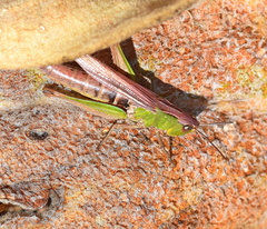 Chorthippus dichrous