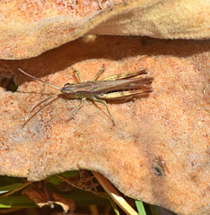 Chorthippus dichrous