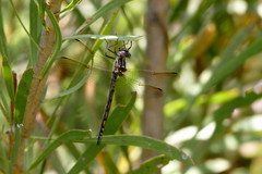 Syncordulia gracilis