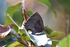 Mahathala ameria