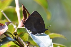 Mahathala ameria