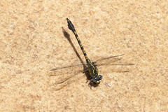 Paragomphus cognatus