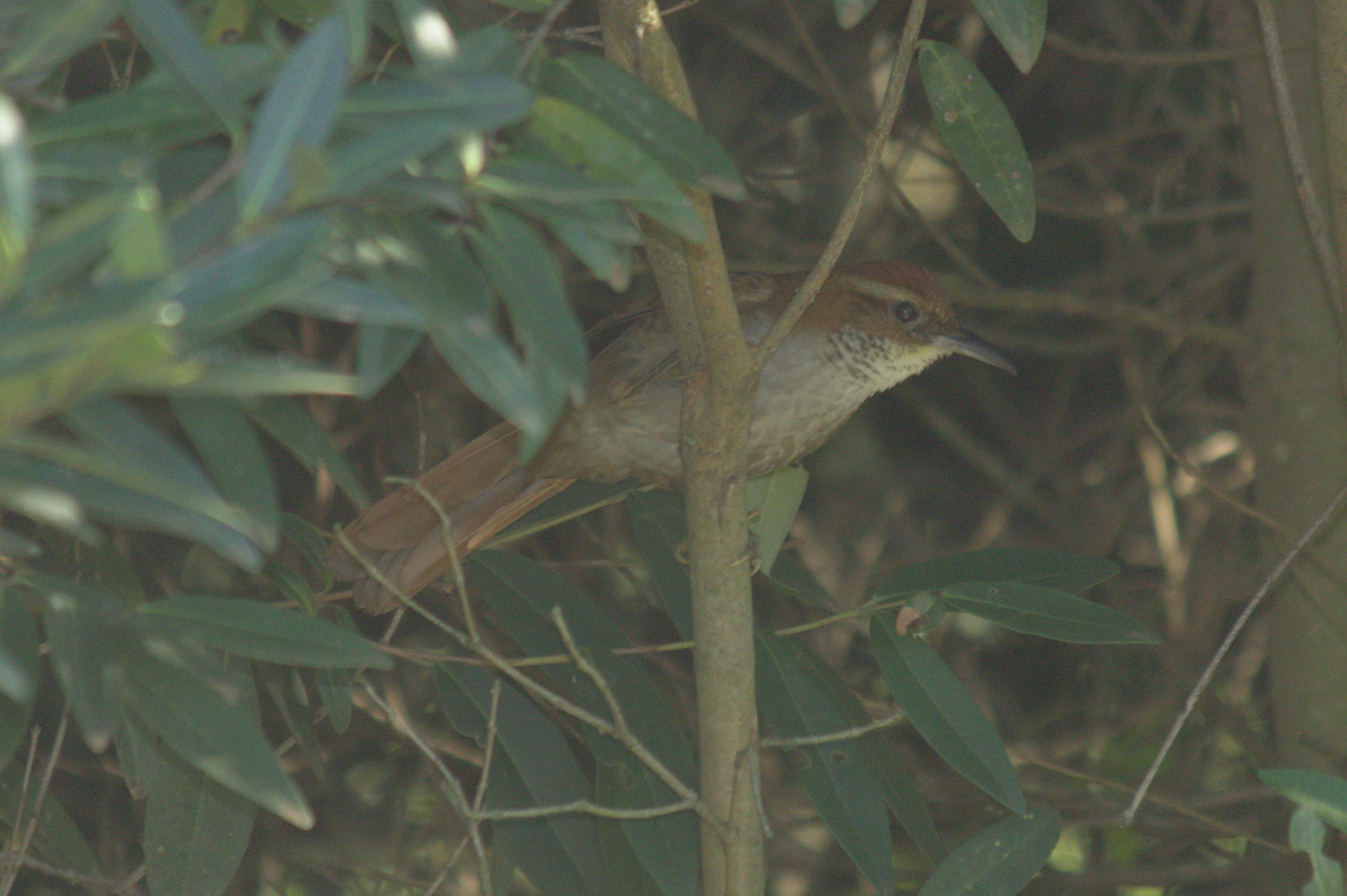 Canebrake Groundcreeper (Clibanornis dendrocolaptoides), photo 2