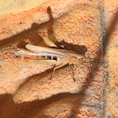 Chorthippus dichrous