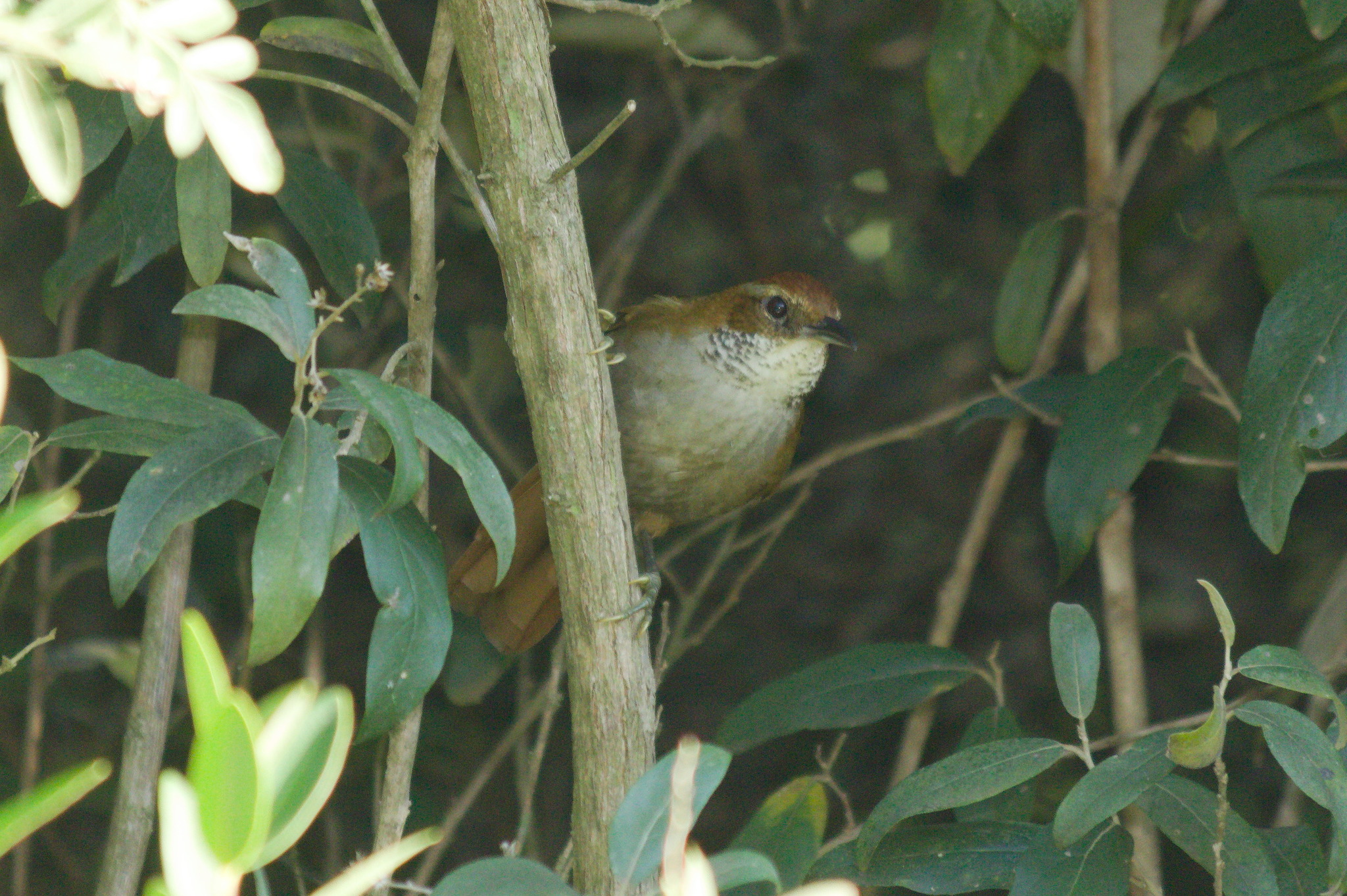 Canebrake Groundcreeper (Clibanornis dendrocolaptoides), photo 5