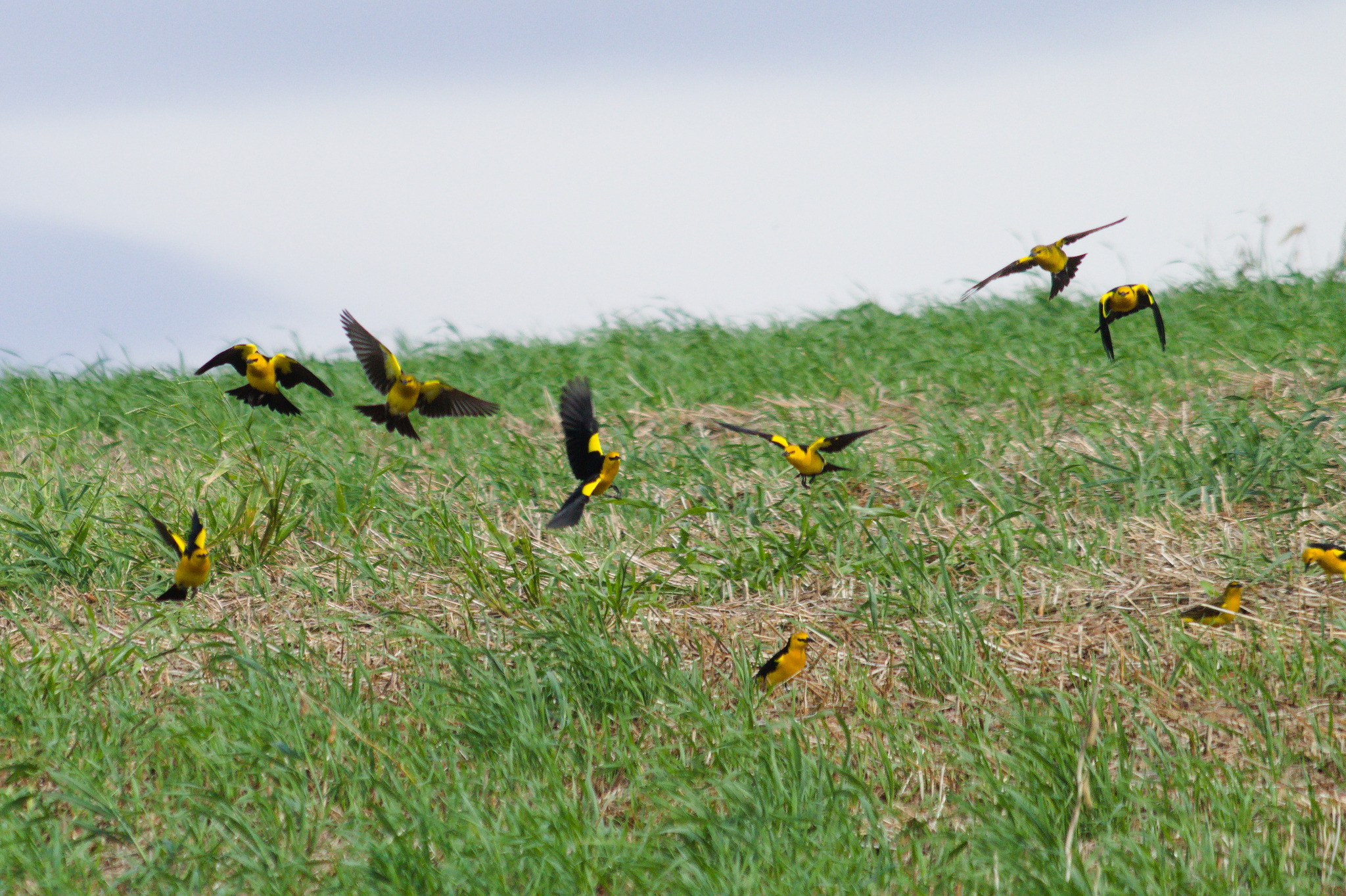 Saffron-cowled Blackbird (Xanthopsar flavus), photo 9