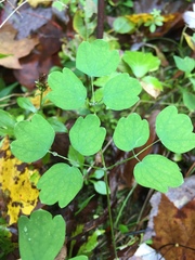 Thalictrum thalictroides