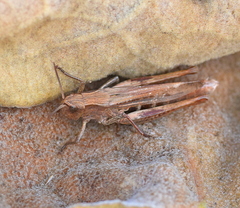 Chorthippus dichrous