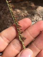 Bouteloua reflexa