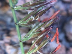 Bouteloua reflexa