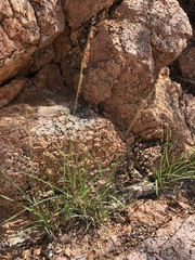 Bouteloua reflexa