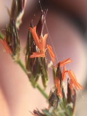 Bouteloua reflexa