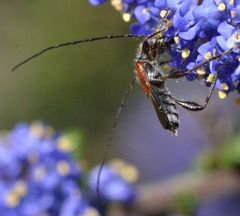 Molorchus longicollis