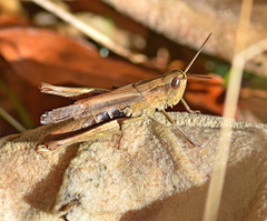 Chorthippus dichrous