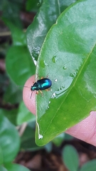 Nodocolaspis costipennis