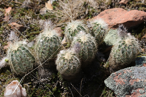Echinocereus reichenbachii
