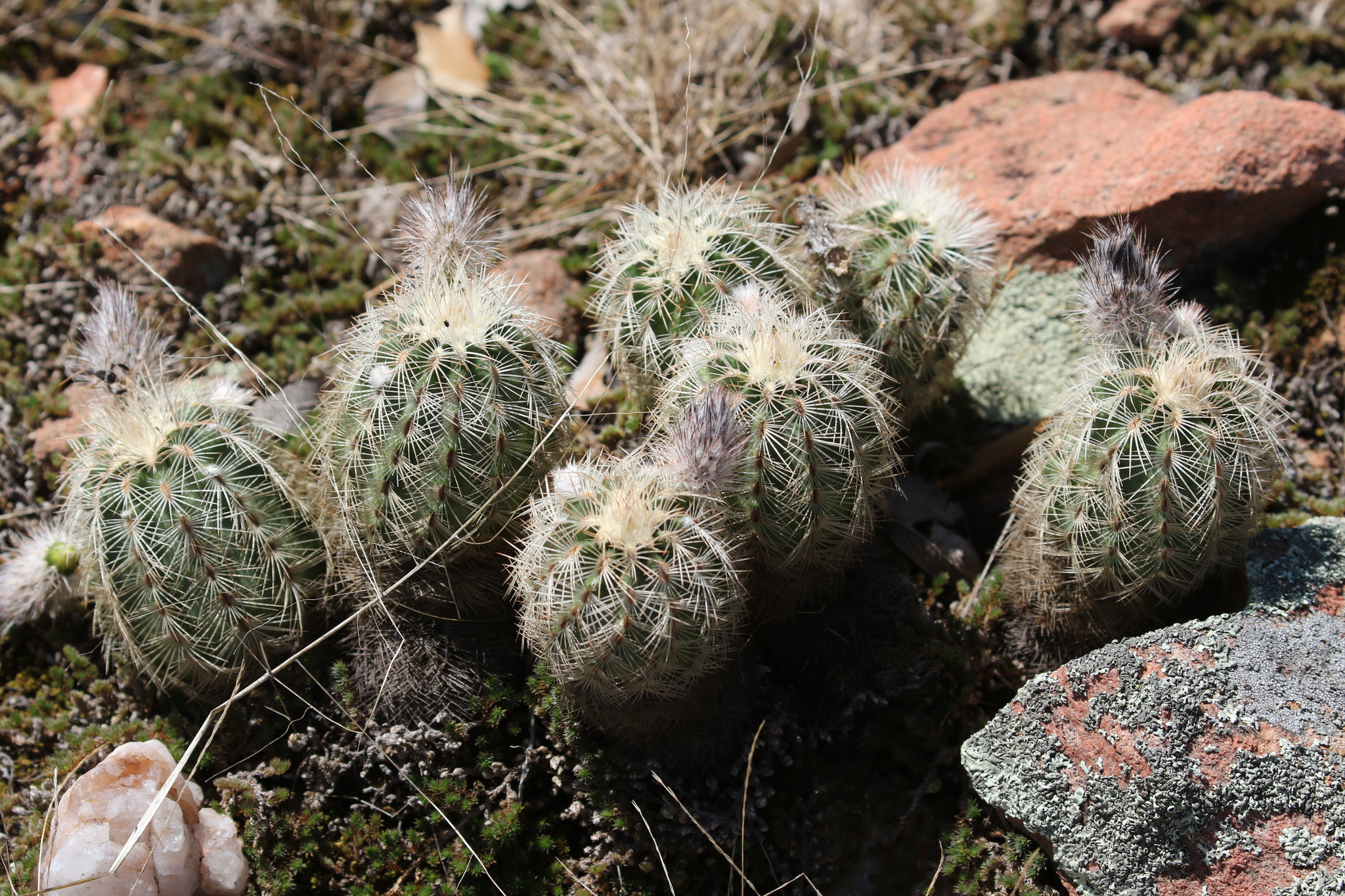 Echinocereus reichenbachii