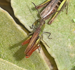 Chorthippus dichrous