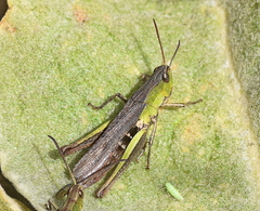 Chorthippus dichrous