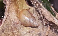 Drymaeus semistriatus