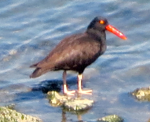 Black Oystercatcher