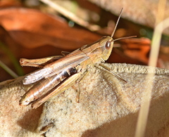 Chorthippus dichrous