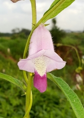 Sesamum indicum malabaricum