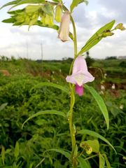 Sesamum indicum malabaricum