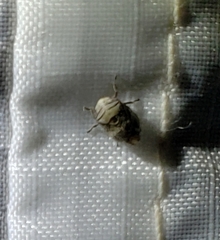 Clastoptera arizonana
