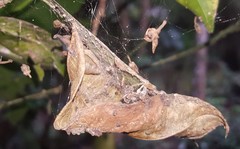 Drymaeus semistriatus