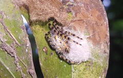 Alpaida alticeps