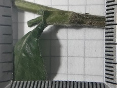 Pseudelephantopus spiralis
