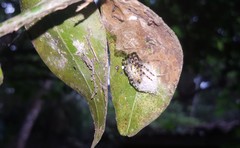 Alpaida alticeps