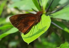 Miltomiges cinnamomea