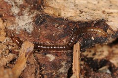Blaniulidae